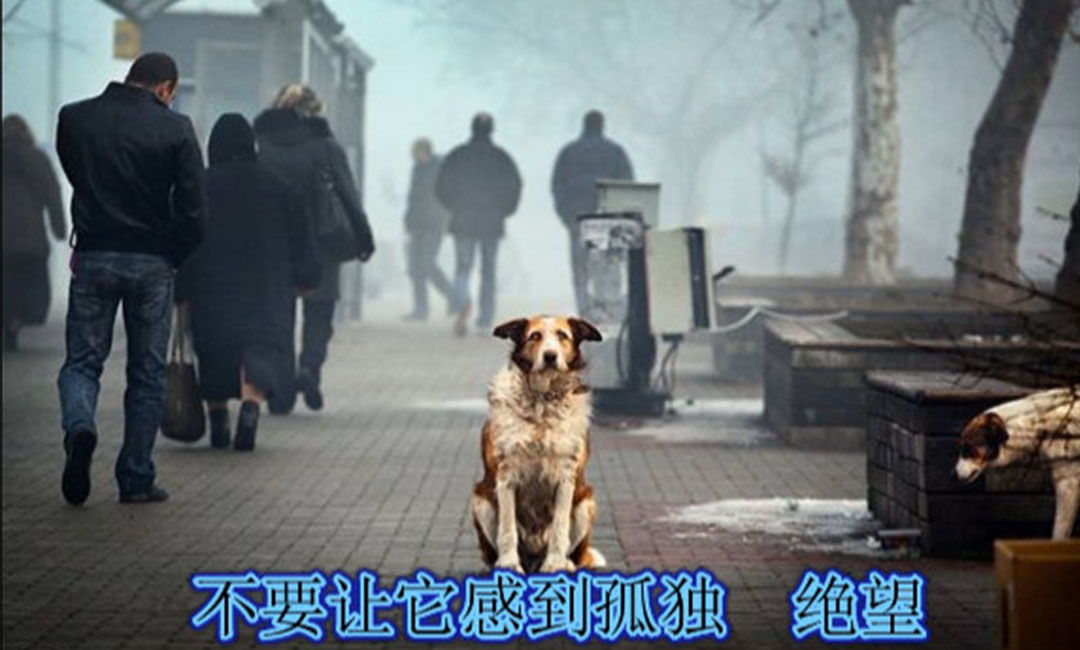 延边爱影圈微博微信转发案例